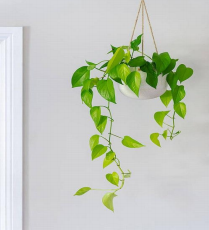 Pothos