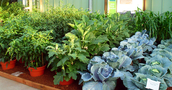 13 Leafy Vegetables To Grow At Home