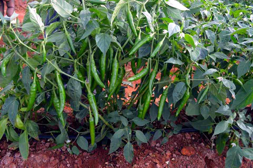 How to Grow Green Chillies at Home